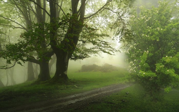 Misty forest path with trees and fog