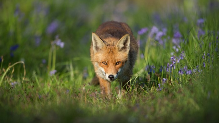 Fox in a field of bluebells