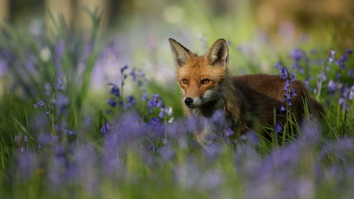 Red fox in a field of bluebells