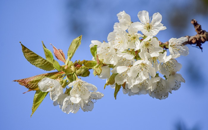 White cherry blossoms on a branch against blue sky