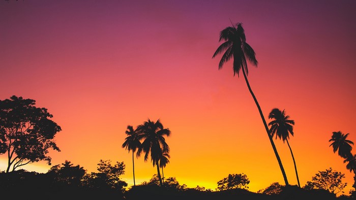 Palm trees silhouetted against a vibrant sunset sky