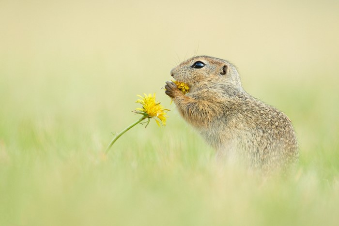 Ground squirrel eating a dandelion flower in a field