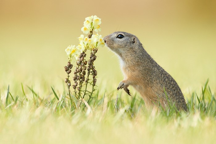 Ground squirrel smelling yellow flowers in grass
