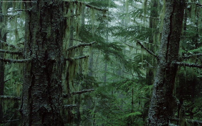Moss-covered trees in a dense, misty forest
