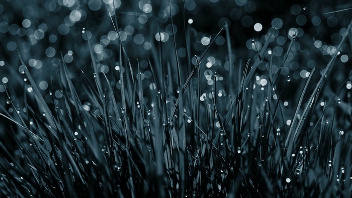 Close-up of grass with dew drops and bokeh