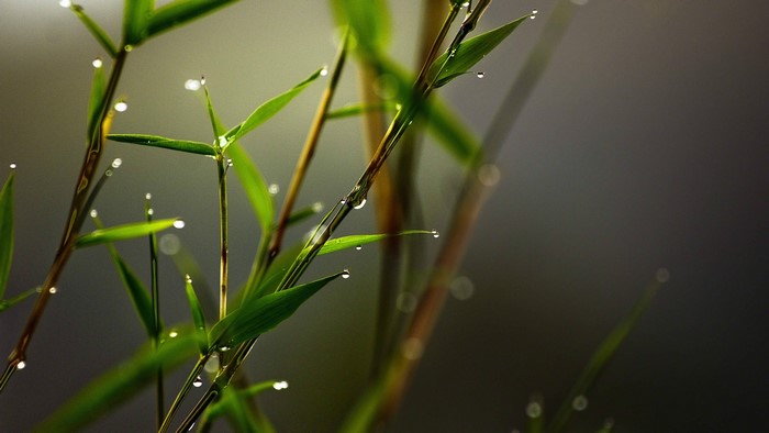 Bamboo leaves with water drops in macro photography