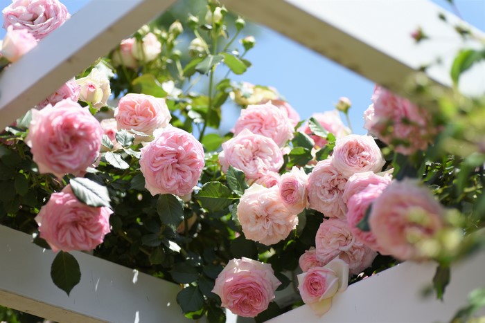 Pink roses on a white trellis
