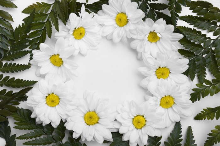 White Chrysanthemums and Green Ferns Border