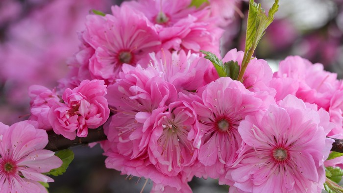 Pink Sakura Flowers