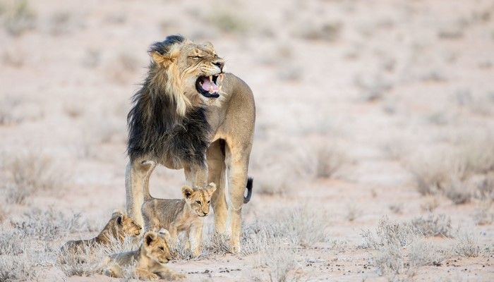 Lion with Cubs in Desert Landscape