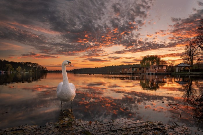 Swan on a lake at sunset with houseboats