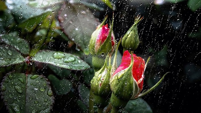 Rosebuds with water drops on glass