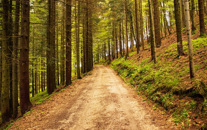 Dirt path through a dense forest