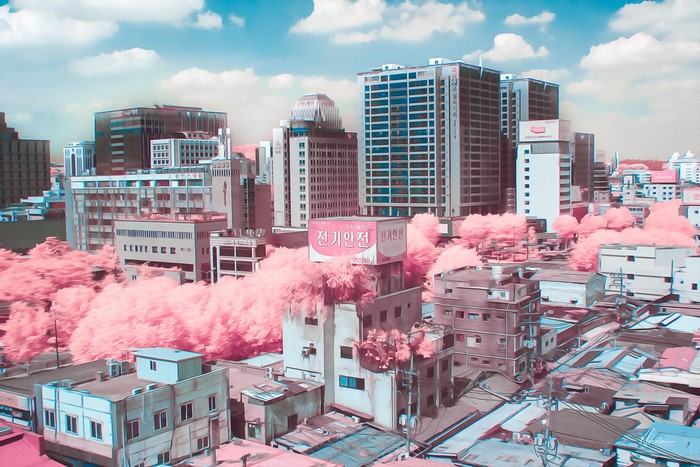 Korean Cityscape with Pink Trees