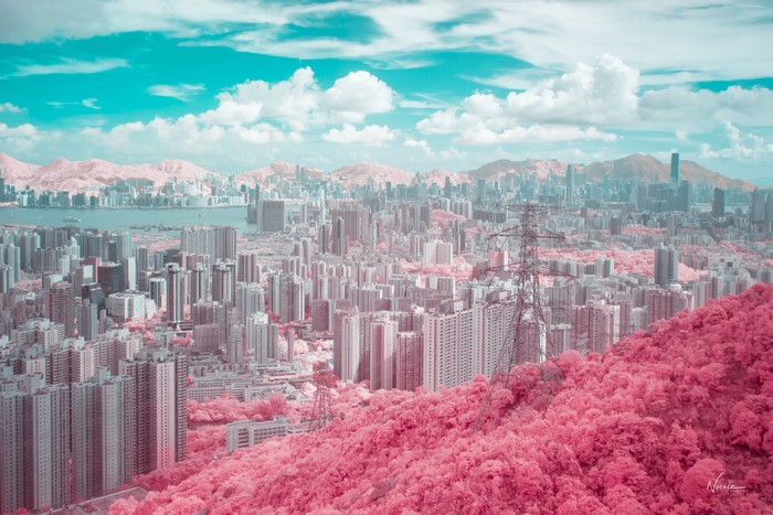 Hong Kong cityscape with pink foliage and power lines