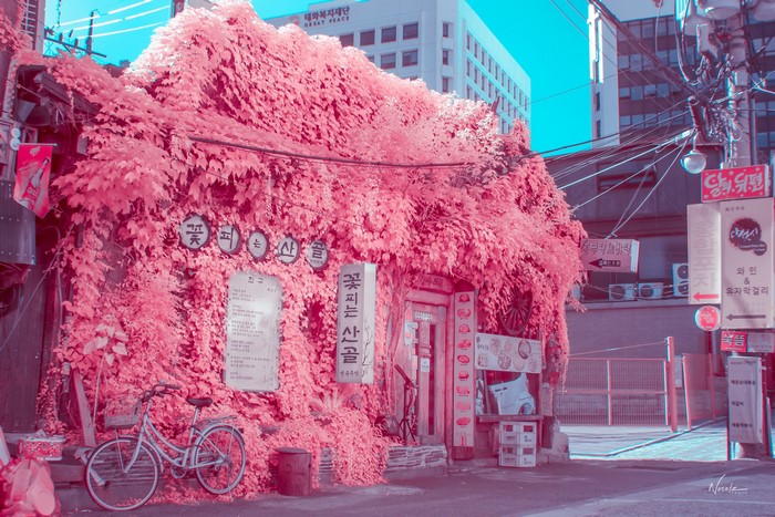 Korean building covered in pink vines with a bicycle