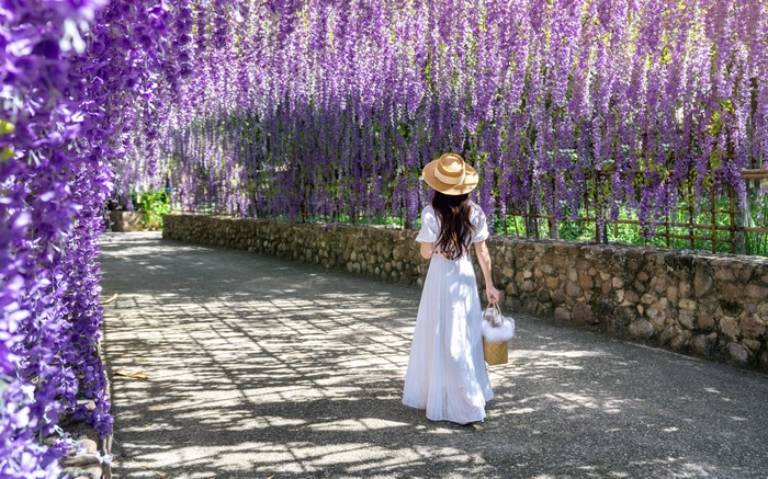 Girl Walking Under Blooming Wisteria