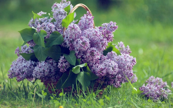 Basket of Lilacs on Green Grass