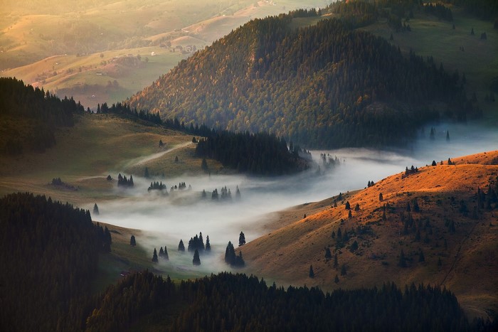 Misty valley with pine trees and rolling hills