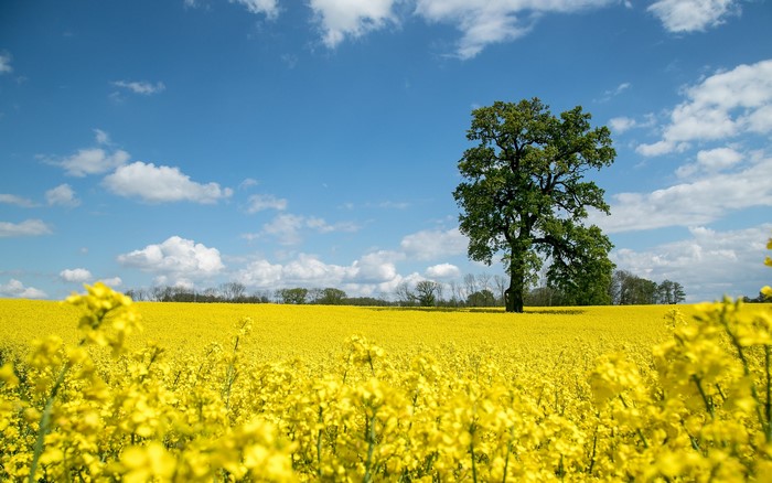 Oak tree in a bright yellow rapeseed field under a blue sky