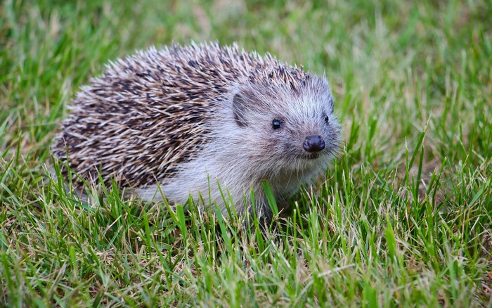 Hedgehog in green grass