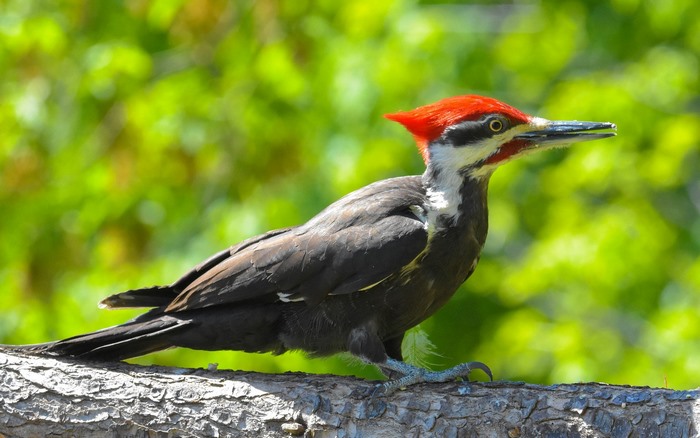 Pileated Woodpecker perched on a tree branch