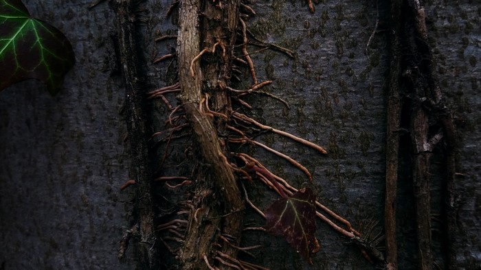 Ivy vines and roots on a tree trunk