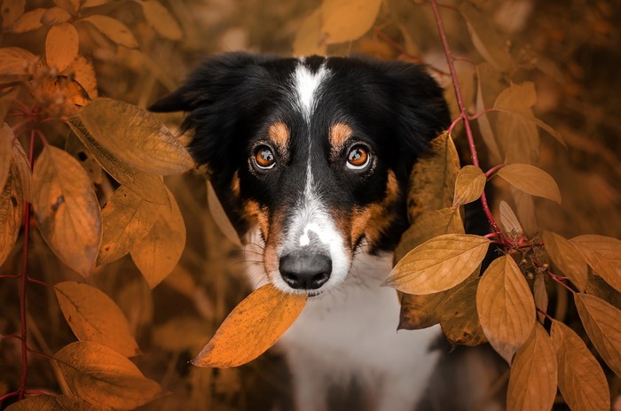 Dog holding an autumn leaf in its mouth surrounded by foliage