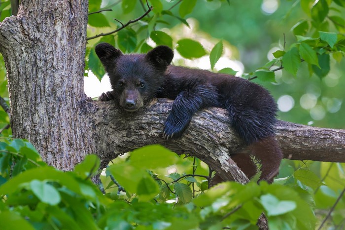 Baby black bear resting on a tree branch