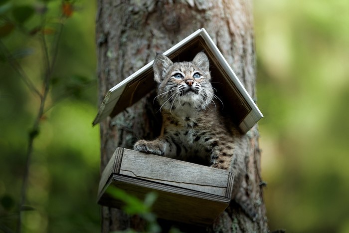 Bobcat kitten in a birdhouse on a tree