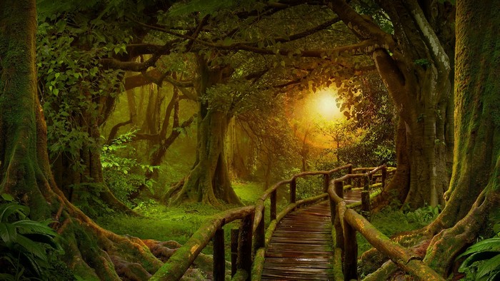 Wooden bridge through a sunlit mossy forest
