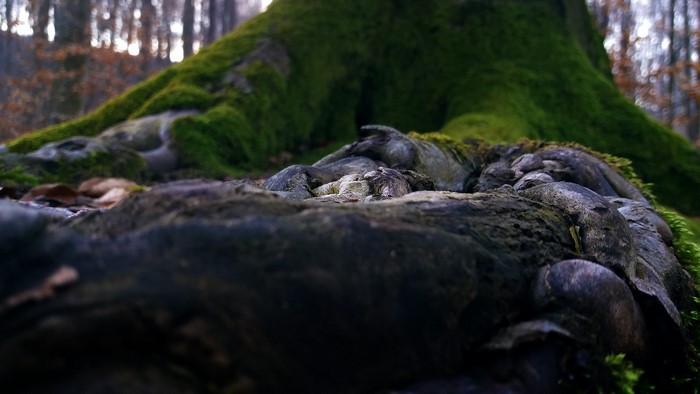 Moss-covered tree roots in a forest