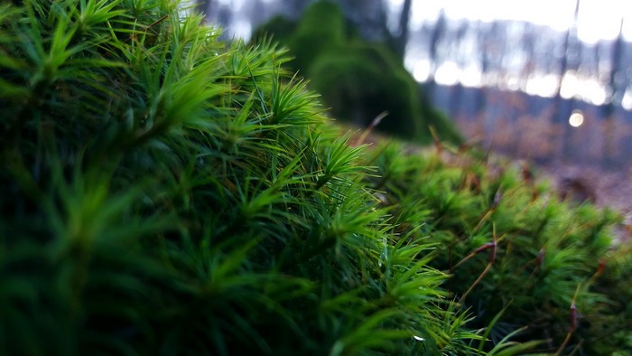 Close-up of green moss in a forest with bokeh background