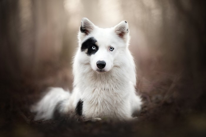 White dog with black markings and blue eyes