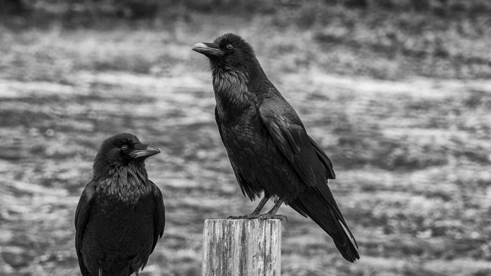 Two ravens on a wooden post, monochrome