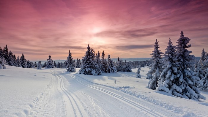 Snowy forest landscape with cross-country ski tracks at sunset