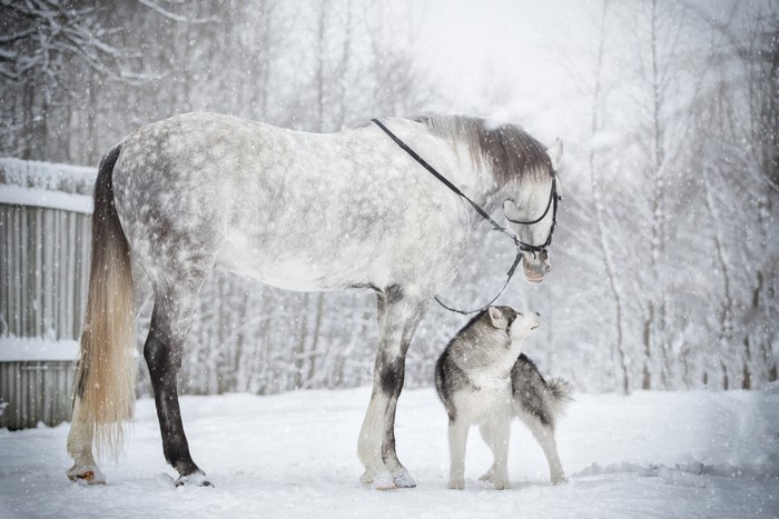 Dappled gray horse and Siberian Husky in snow