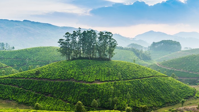 Tea plantations on rolling hills with trees and mountains