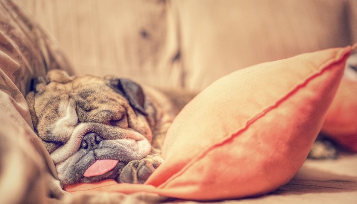 English Bulldog sleeping on a couch with tongue out