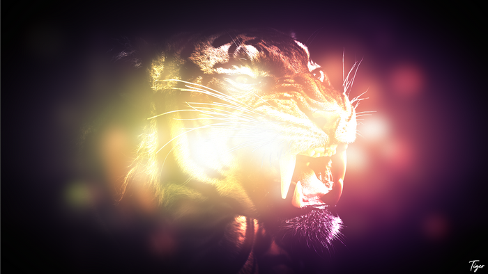 Close-up of a tiger's face with bright lighting