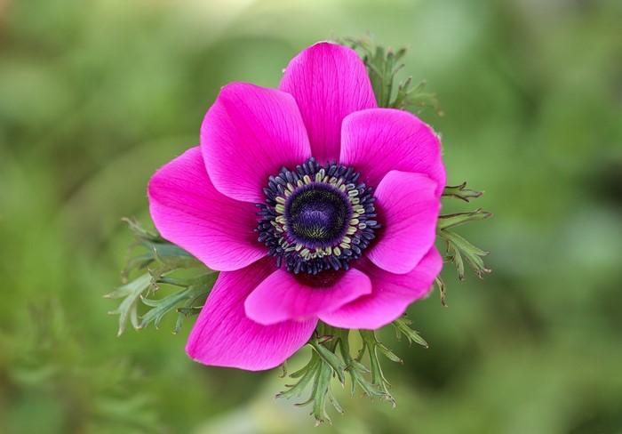 Close-up of a vibrant pink anemone flower
