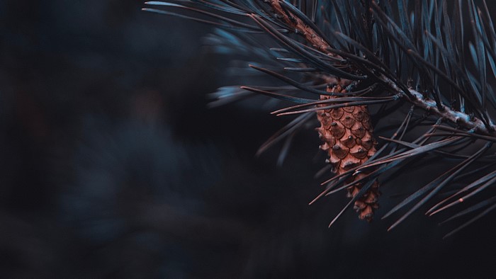 Pine cone on a pine branch