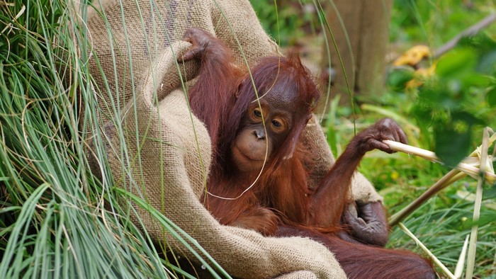 Baby orangutan sitting in burlap and grass