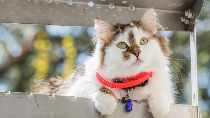 Fluffy cat with green eyes and red collar