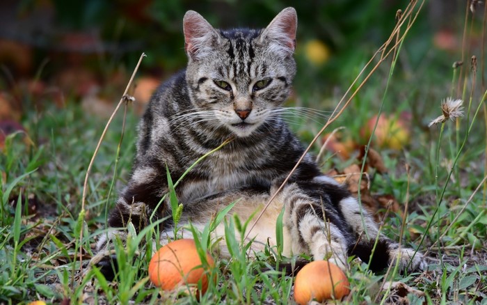 Tabby cat sitting in grass with apples