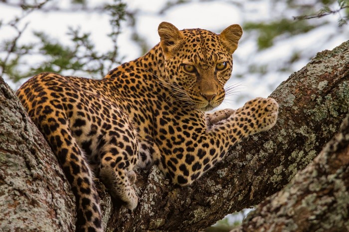 Leopard resting on a tree branch