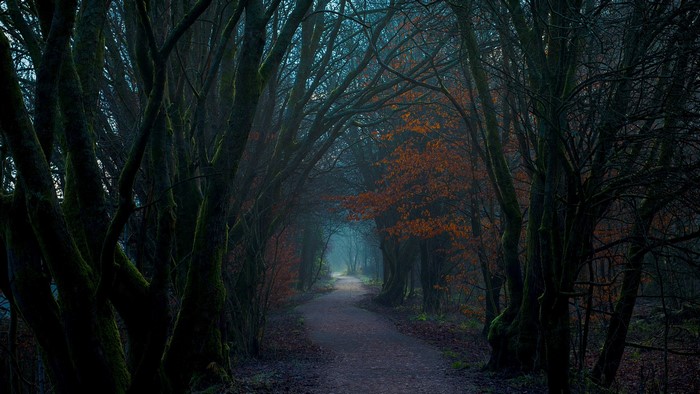 Dark forest path with mist and autumn leaves