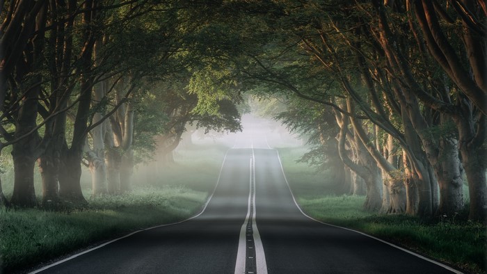 Road through a misty forest with trees