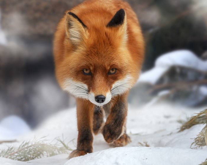 Red fox walking in the snow