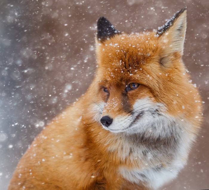 Red fox in the snow